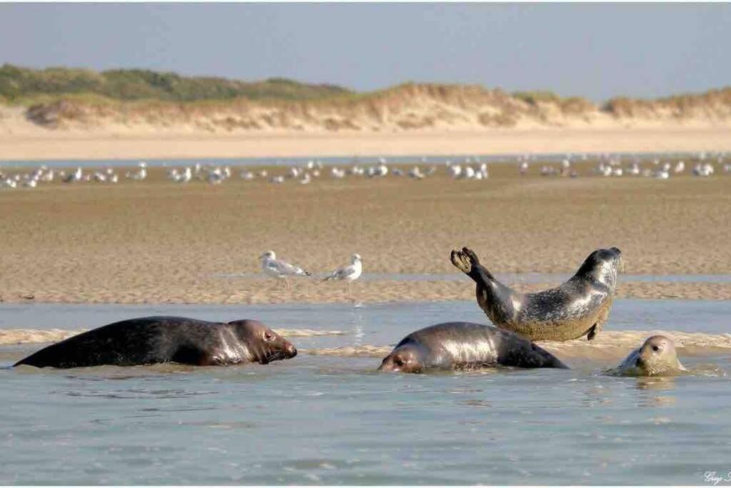 Escapade Berckoise, Berck Plage Eksteriør billede